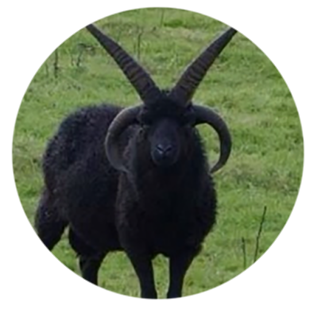 darkgoatlord